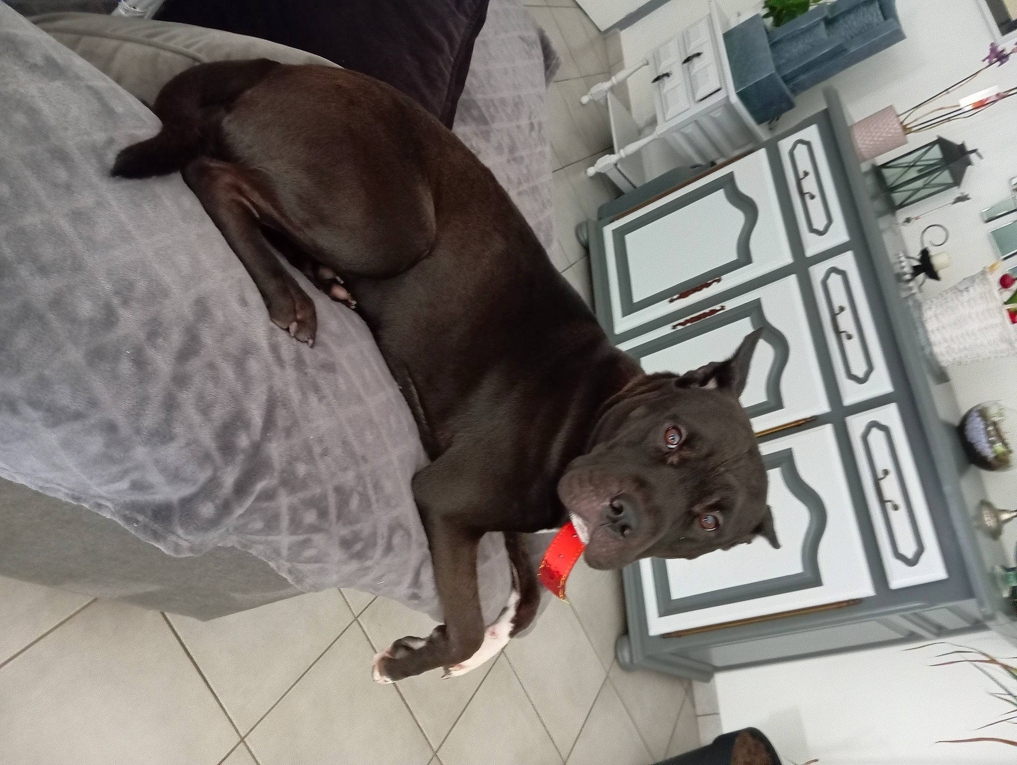 Toscane participe au concours pour gagner de l'argent avec cette photo : art, carmine, carnivore, comfort, companion_dog, dog, dog_breed, fawn, fin, flooring, liver, metal, sculpture, snout, sporting_group, statue, tail, terrestrial_animal, window, working_animal