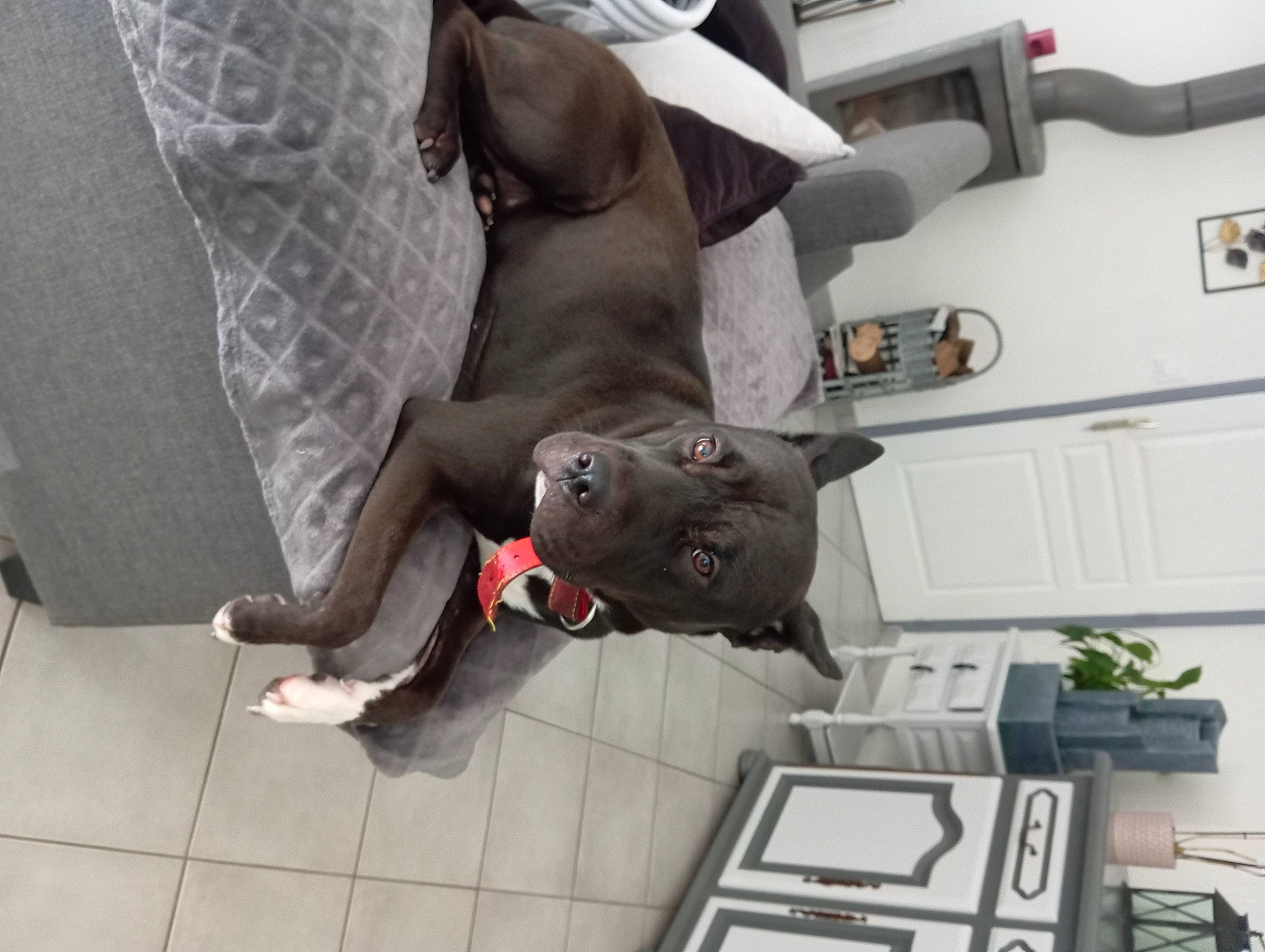 Toscane participe au concours pour gagner de l'argent avec cette photo : comfort, companion_dog, curtain, flooring, foot, fur, human_leg, leg, plant, room, sporting_group, suit, tree