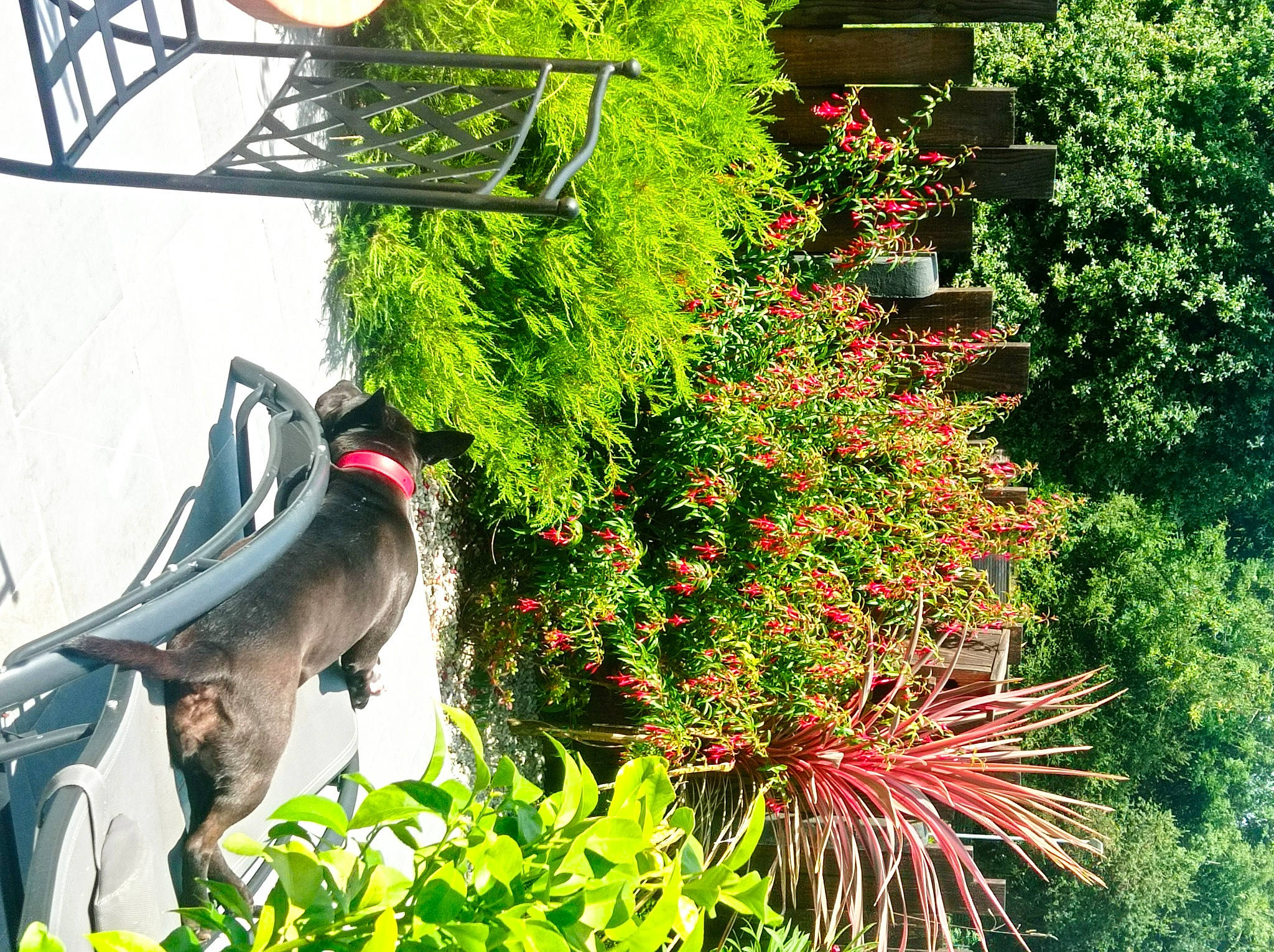 Toscane a rejoint le concours — aidez-le/la à gagner de superbes lots ! annual_plant, carmine, flower, flowering_plant, flowerpot, garden, grass, green, groundcover, hat, herb, landscape, landscaping, leisure, personal_protective_equipment, petal, plant, shrub, tree, window