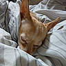 Pichu participe au concours pour gagner de l'argent avec cette photo : dog, sleeping, bed, blanket, cozy, resting, ears, fur, indoor, comfort, nap, striped, closeup, pet, cute, relaxation, warm, soft, head, peaceful