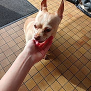 Pichu participe au concours pour gagner de l'argent avec cette photo : dog, chihuahua, small_dog, hand, human_hand, floor, tile_floor, dog_bed, mat, indoor, pet, animal, tan_dog, sunlight, shadow, cozy, calm, curious, closeup, domestic