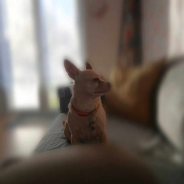 Pichu participe au concours pour gagner de l'argent avec cette photo : dog, small_dog, indoor, couch, blurred_background, collar, pet, domestic_animal, window, furniture, sitting, brown_dog, home, animal, looking_away, soft_light, cozy, living_room, relaxed, companion
