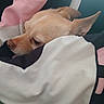 Pichu a rejoint le concours — aidez-le/la à gagner de superbes lots ! dog, blanket, sleepy, cozy, pet, brown_fur, ears, snuggled, indoor, close_up, resting, cute, animal, comfort, warm, bed, soft, domestic_animal, fur, relaxed