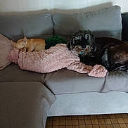 Gilou participe au concours pour gagner de l'argent avec cette photo : dog, couch, blanket, pillow, indoor, pet, sleeping, resting, fur, cozy, living_room, domestic, canine, home, comfort, relaxation, brown_dog, small_dog, gray_couch, soft_texture
