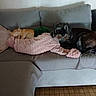 dog, couch, blanket, pillow, indoor, pet, sleeping, resting, fur, cozy, living_room, domestic, canine, home, comfort, relaxation, brown_dog, small_dog, gray_couch, soft_texture