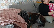 Gilou a rejoint le concours — aidez-le/la à gagner de superbes lots ! woman, dog, couch, blanket, indoor, relaxing, patterned_wallpaper, glasses, casual_clothing, pet, furniture, resting, brown_dog, pink_blanket, grey_couch, short_hair, home_interior, side_view, comfort, leisure