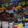 dog, pet, canine, collar, bed, blanket, graffiti, wall, indoor, resting, fur, black_dog, colorful, urban, art, pattern, camo, relaxed, animal, side_view