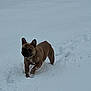 active, alone, animal, canine, cold, daytime, dog, french_bulldog, fur, mammal, nature, outdoor, paw_prints, pet, playful, small_dog, snow, walking, white_background, winter