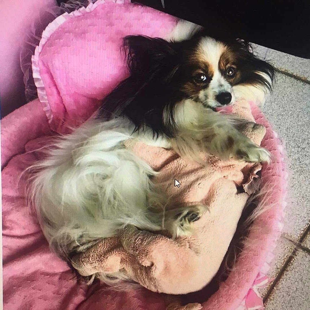 Lady