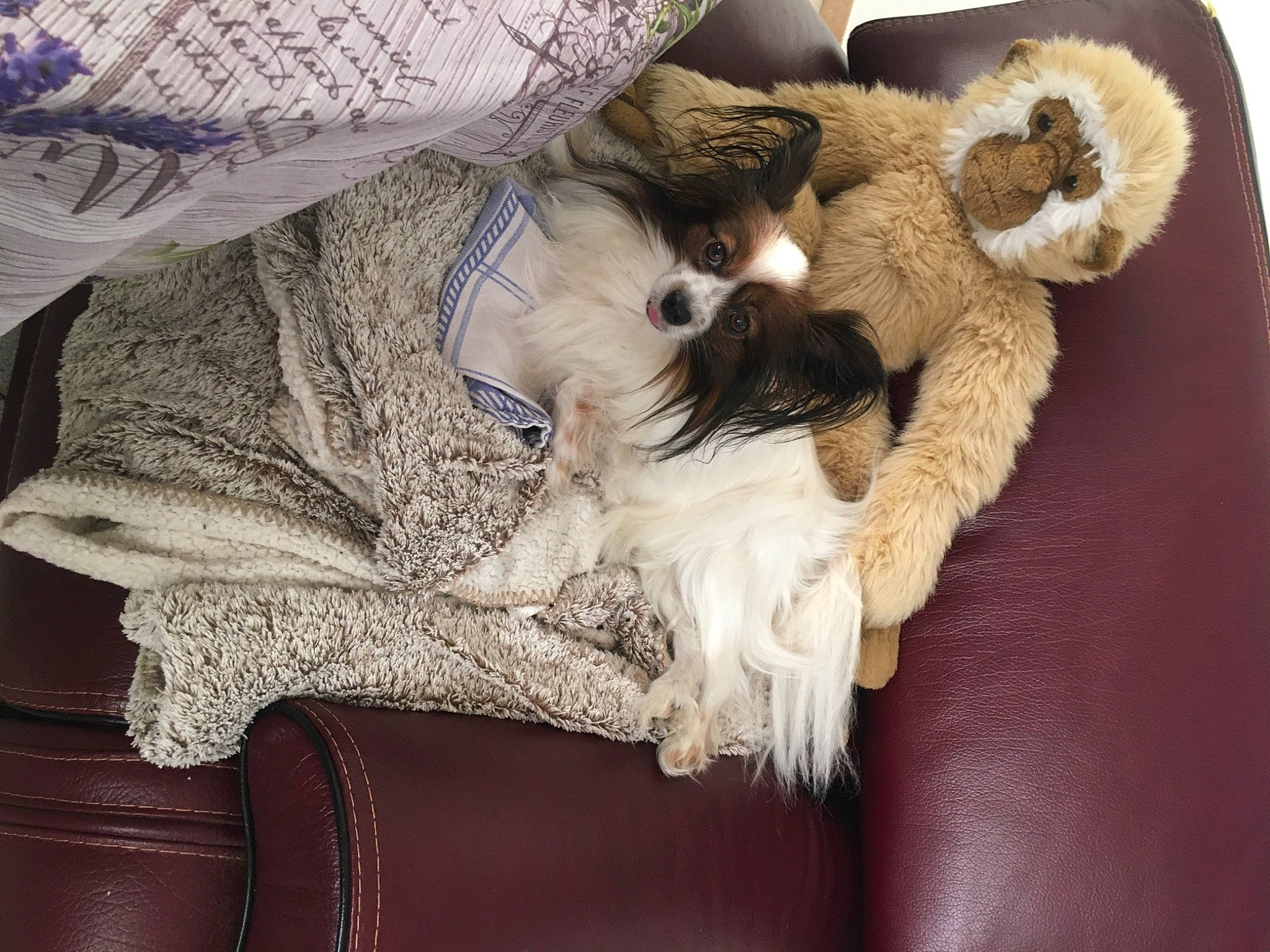 Lady participe au concours pour gagner de l'argent avec cette photo : canidae, carnivore, cat, companion_dog, dog, fur, puppy, shih_tzu, sporting_group, toy_dog