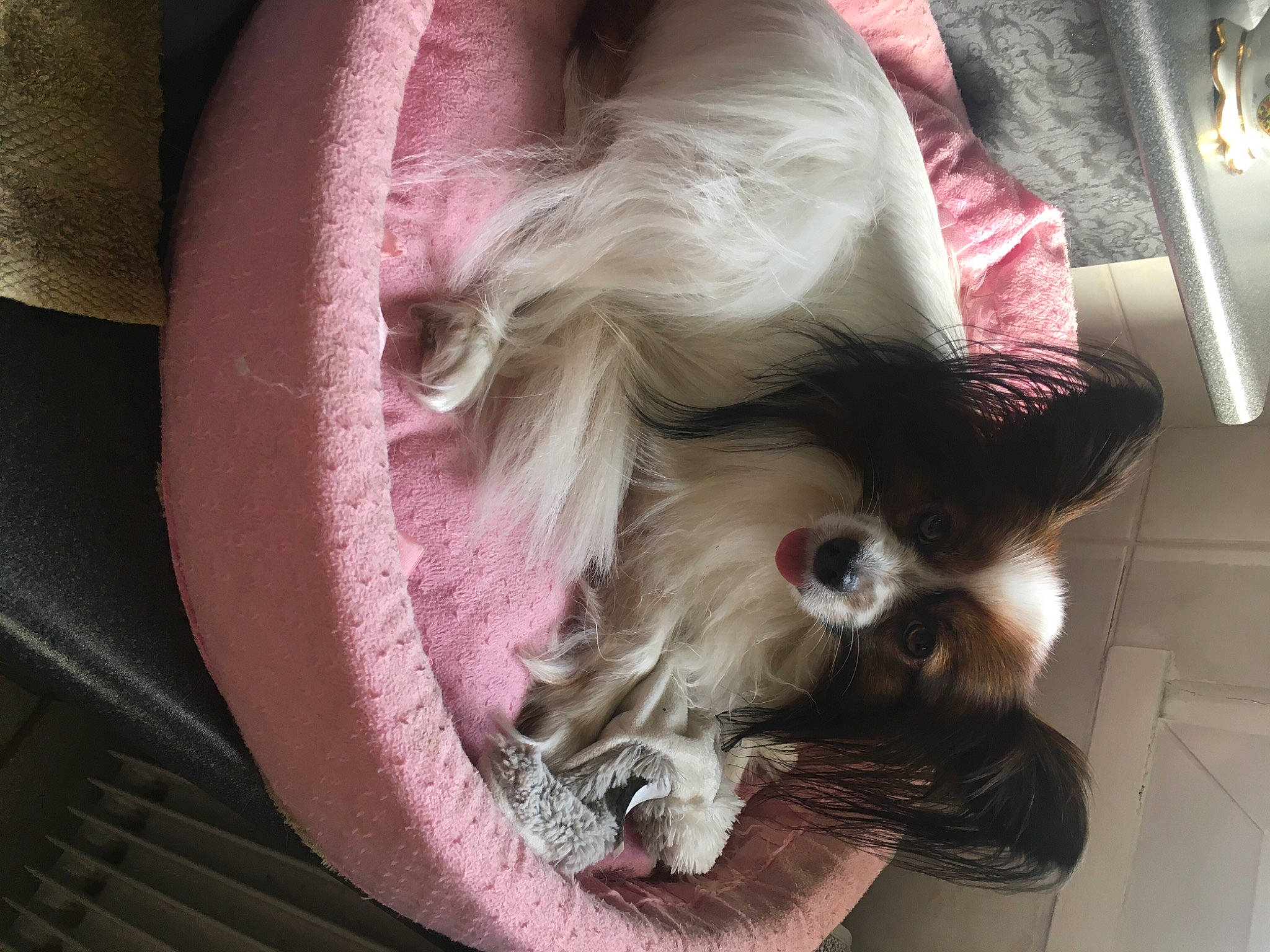 Lady a rejoint le concours — aidez-le/la à gagner de superbes lots ! canidae, carnivore, companion_dog, dog, dog_breed, ear, fawn, fur, snout, sporting_group, whiskers
