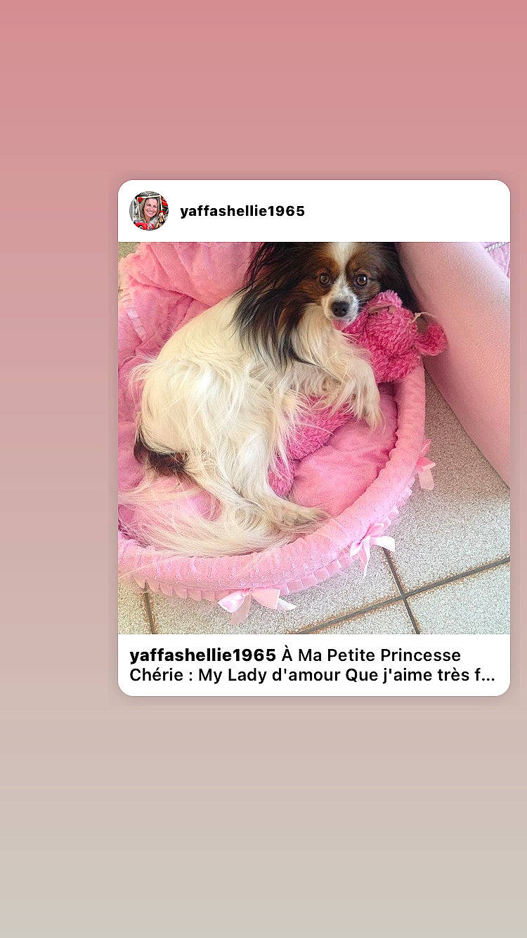 Lady participe au concours pour gagner de l'argent avec cette photo : canidae, carnivore, chinese_imperial_dog, companion_dog, dog, dog_breed, photo_caption, pink, puppy, puppy_love, shih_tzu, sporting_group, toy_dog