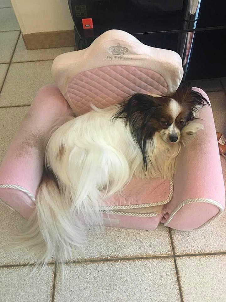 Lady participe au concours pour gagner de l'argent avec cette photo : canidae, carnivore, companion_dog, dog, dog_breed, ear, japanese_chin, lhasa_apso, long_hair, phalene, puppy, shih_tzu, toy_dog