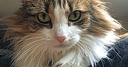 Millie is registered to the contest to win money with this photo: cat, close_up, cozy, domestic_animal, ears, feline, fur, indoor, longhair, looking_at_camera, mammal, paws, pet, pink_nose, portrait, resting, tabby, whiskers, white_fur, yellow_eyes