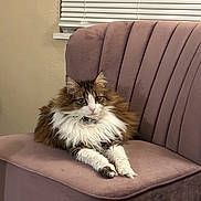 Millie joined the competition — help win amazing prizes! alert, calm, cat, cozy, cute, domestic_animal, feline, fluffy, fur, furniture, home, indoor, long_hair, mauve_chair, paws, pet, relaxed, sitting, whiskers, window_blinds