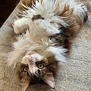 Millie is registered to the contest to win money with this photo: cat, feline, long_hair, floof, green_eyes, belly, lying_down, rug, indoor, pet, whiskers, pink_nose, portrait, close_up, paws, fur, cute, playful, relaxed, looking_up