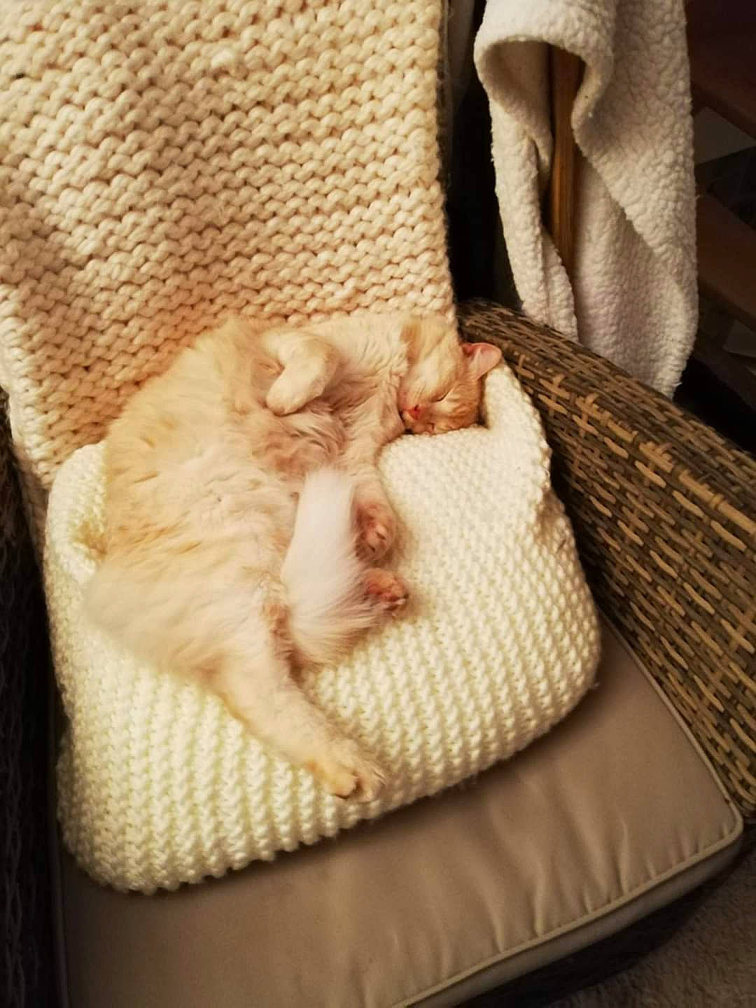 Loucky a rejoint le concours — aidez-le/la à gagner de superbes lots ! bag, bedding, beige, carnivore, cat, cat_supply, comfort, fawn, felidae, fur, linens, luggage_and_bags, pattern, rectangle, room, small_to_medium_sized_cats, textile, throw_pillow, whiskers, wood