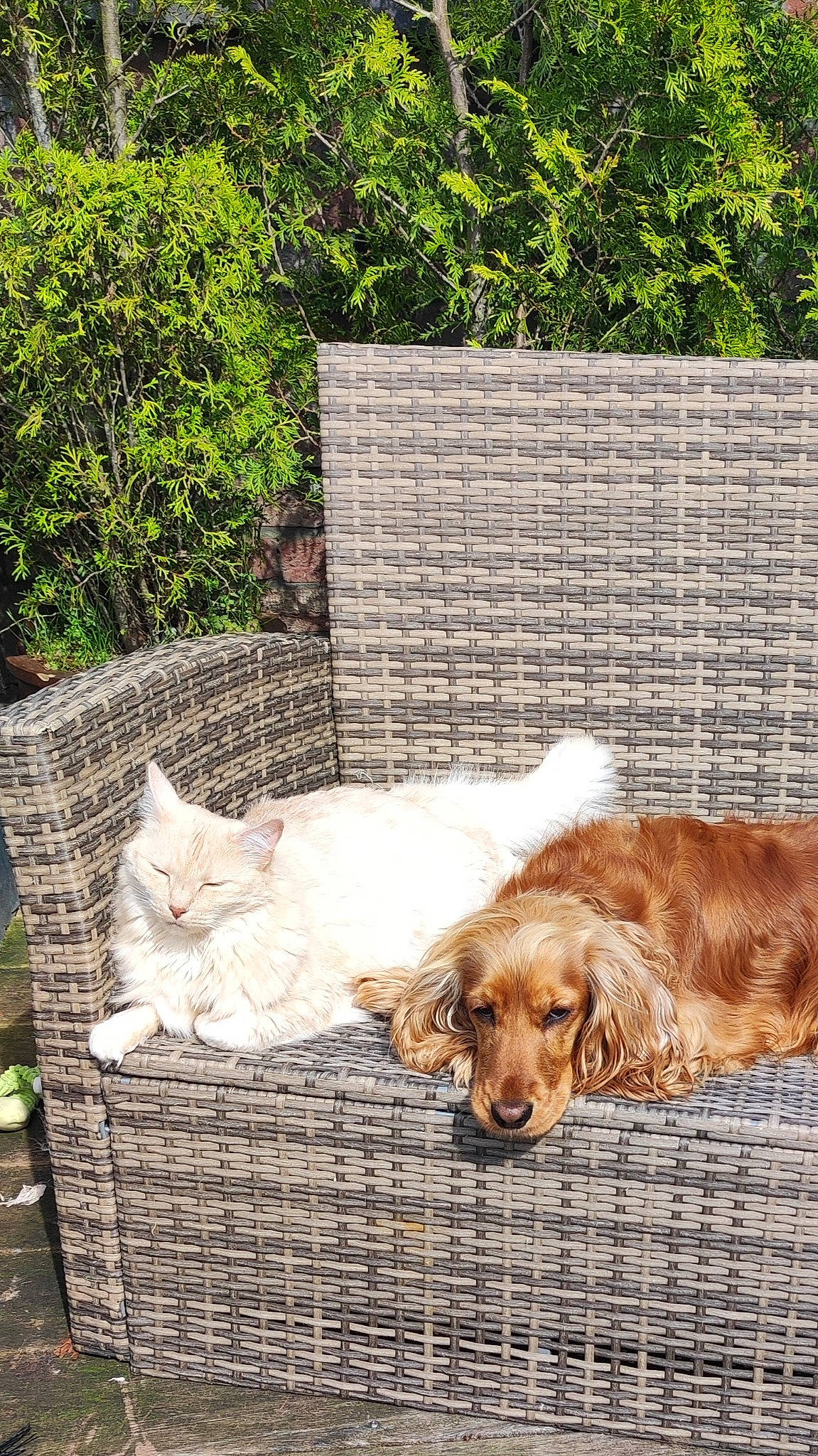 Loucky a rejoint le concours — aidez-le/la à gagner de superbes lots ! brick, canidae, carnivore, companion_dog, couch, dog, dog_breed, fawn, felidae, fur, grass, liver, plant, retriever, small_to_medium_sized_cats, spaniel, sporting_group, tail, wood, working_animal