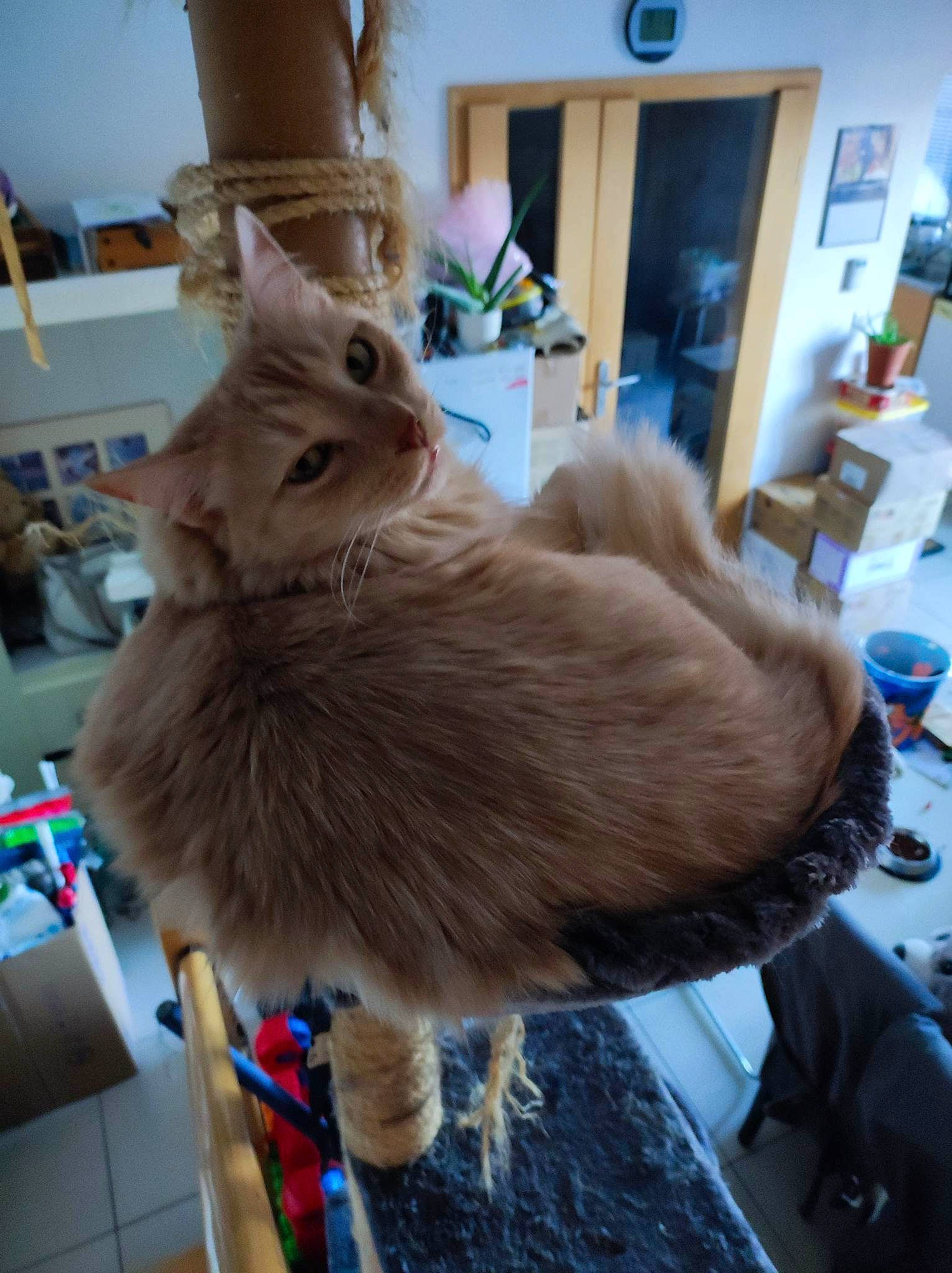 Loucky participe au concours pour gagner de l'argent avec cette photo : canidae, cat, claw, companion_dog, fashion_accessory, fawn, feather, felidae, flooring, fur, fur_clothing, houseplant, room, small_to_medium_sized_cats, snout, tail, whiskers, wood