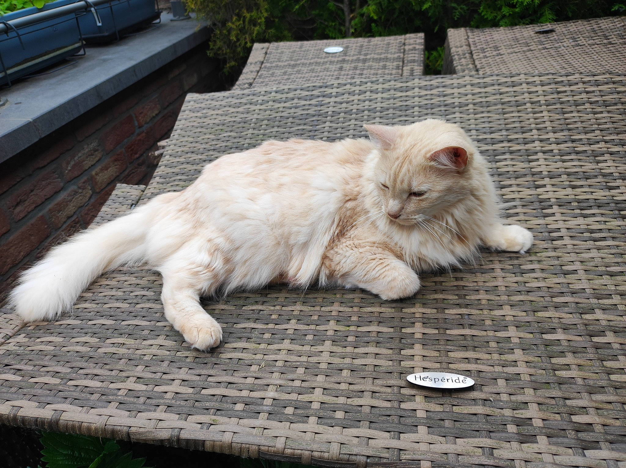 Loucky participe au concours pour gagner de l'argent avec cette photo : asphalt, carnivore, cat, claw, domestic_short_haired_cat, eye, fawn, felidae, flooring, fur, grass, paw, plant, road_surface, sidewalk, small_to_medium_sized_cats, tail, terrestrial_animal, whiskers, wood