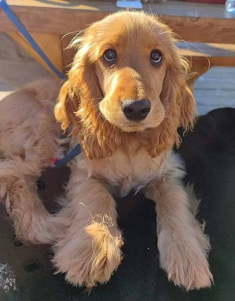 Pitch a rejoint le concours — aidez-le/la à gagner de superbes lots ! carnivore, companion_dog, dog, dog_breed, dog_collar, dog_supply, fawn, fur, paw, puppy, sporting_group, toy_dog, whiskers, working_animal