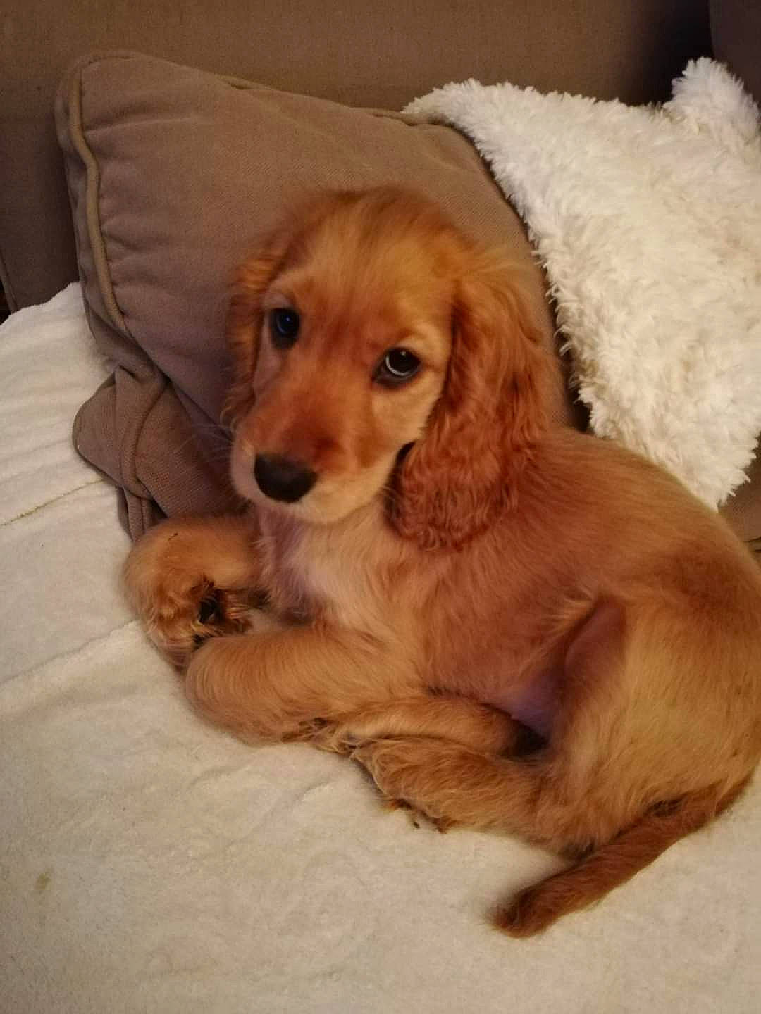 Pitch a rejoint le concours — aidez-le/la à gagner de superbes lots ! canidae, carnivore, comfort, companion_dog, dog, dog_breed, dog_supply, door, fawn, fur, gun_dog, hardwood, liver, snout, sporting_group, wood, working_animal