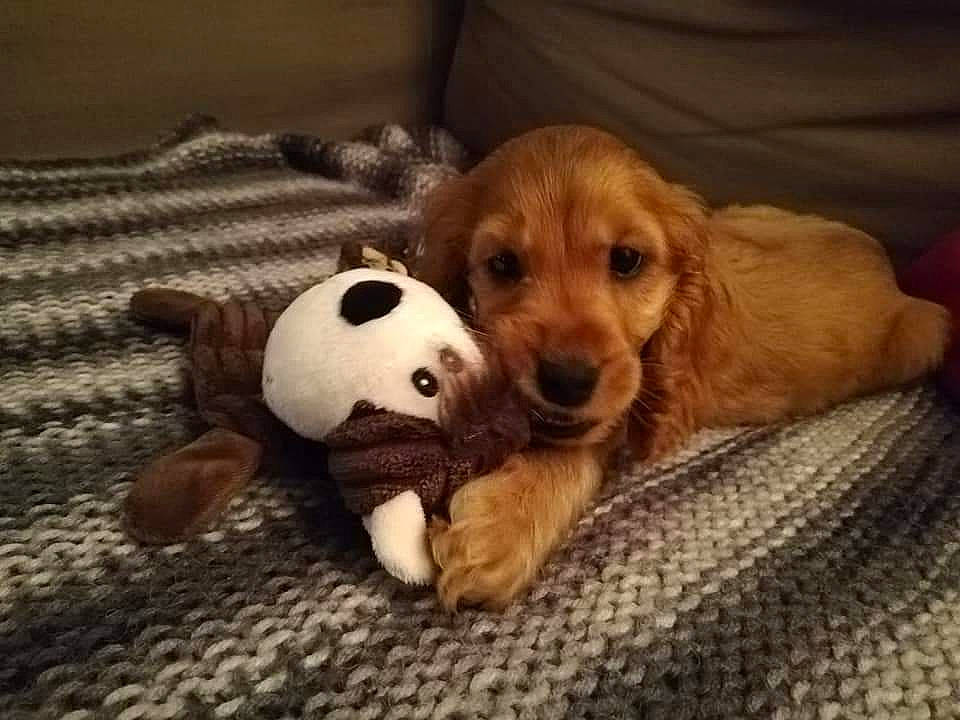 Pitch participe au concours pour gagner de l'argent avec cette photo : ball, canidae, carnivore, comfort, companion_dog, dog, dog_breed, dog_supply, dog_toy, fawn, flooring, football, fur, snout, sporting_group, stuffed_toy, terrestrial_animal, toy, wood, working_animal