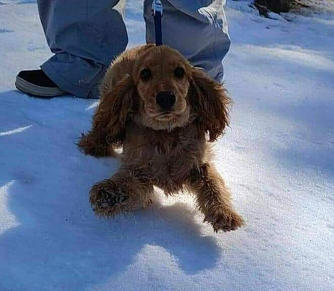 Pitch a rejoint le concours — aidez-le/la à gagner de superbes lots ! canidae, carnivore, companion_dog, dog, dog_breed, freezing, fur, gun_dog, hunting_dog, liver, puppy, retriever, snout, snow, spaniel, sporting_group, tail, winter, working_animal