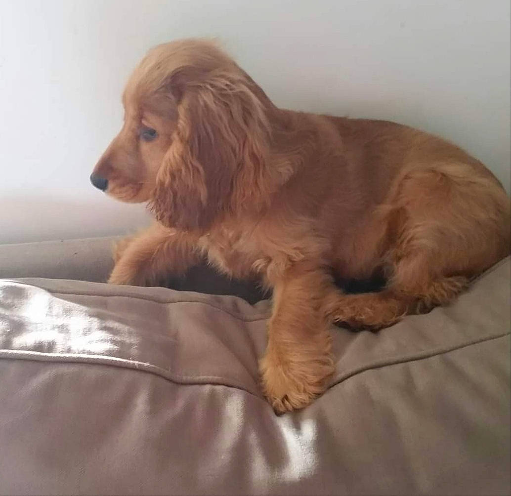 Pitch participe au concours pour gagner de l'argent avec cette photo : carnivore, comfort, companion_dog, dog, dog_breed, dog_supply, fawn, fur, gun_dog, hardwood, liver, pet_supply, retriever, snout, spaniel, sporting_group, terrestrial_animal, whiskers, wood, working_animal