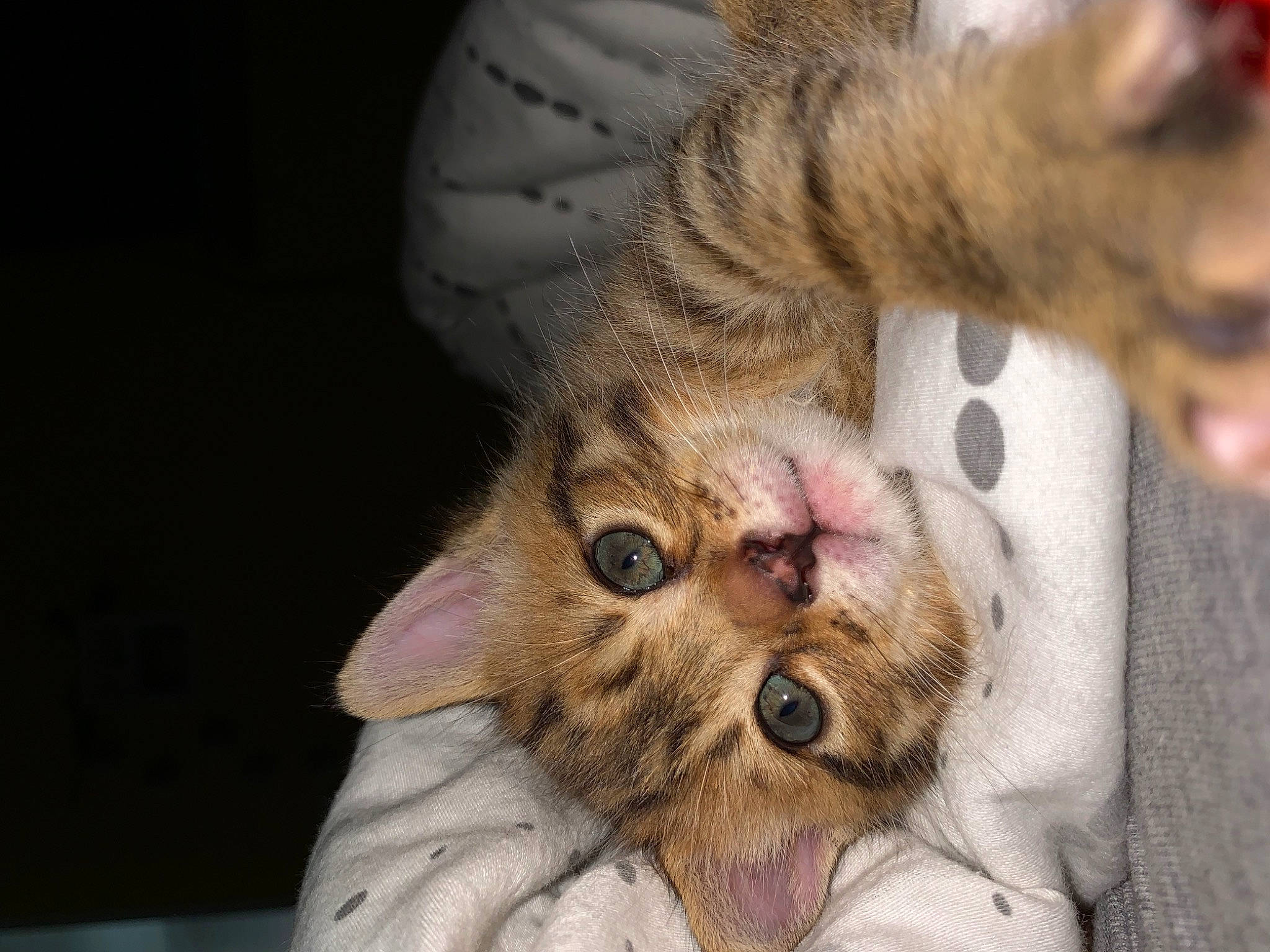 Mia participe au concours pour gagner de l'argent avec cette photo : carnivore, cat, claw, domestic_short_haired_cat, fawn, felidae, fur, paw, plant, small_to_medium_sized_cats, snout, terrestrial_animal, whiskers, wildlife