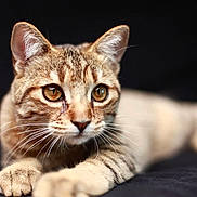 Tiger participe au concours pour gagner de l'argent avec cette photo : cat, tabby_cat, pet, animal, whiskers, fur, close_up, amber_eyes, lying_down, curious, soft_focus, domestic_cat, portrait, mammal, feline, relaxed, indoor, paw, cute, focus