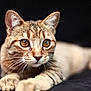 cat, tabby_cat, pet, animal, whiskers, fur, close_up, amber_eyes, lying_down, curious, soft_focus, domestic_cat, portrait, mammal, feline, relaxed, indoor, paw, cute, focus