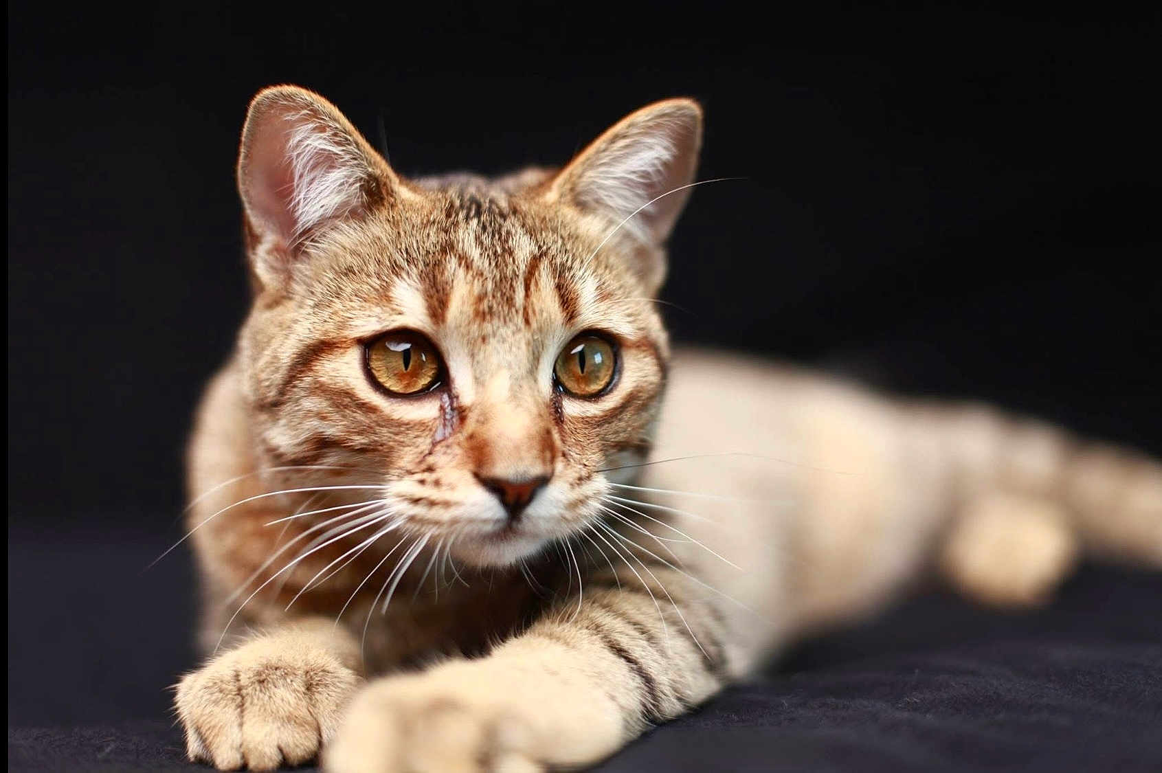Tiger participe au concours pour gagner de l'argent avec cette photo : cat, tabby_cat, pet, animal, whiskers, fur, close_up, amber_eyes, lying_down, curious, soft_focus, domestic_cat, portrait, mammal, feline, relaxed, indoor, paw, cute, focus