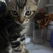 Leo is registered to the contest to win money with this photo: kitten, tabby, cat, whiskers, close_up, curious, indoor, countertop, makeup_brushes, container, feline, pet, young_animal, fur, animal_portrait, domestic_cat, cute, small, sitting, brown