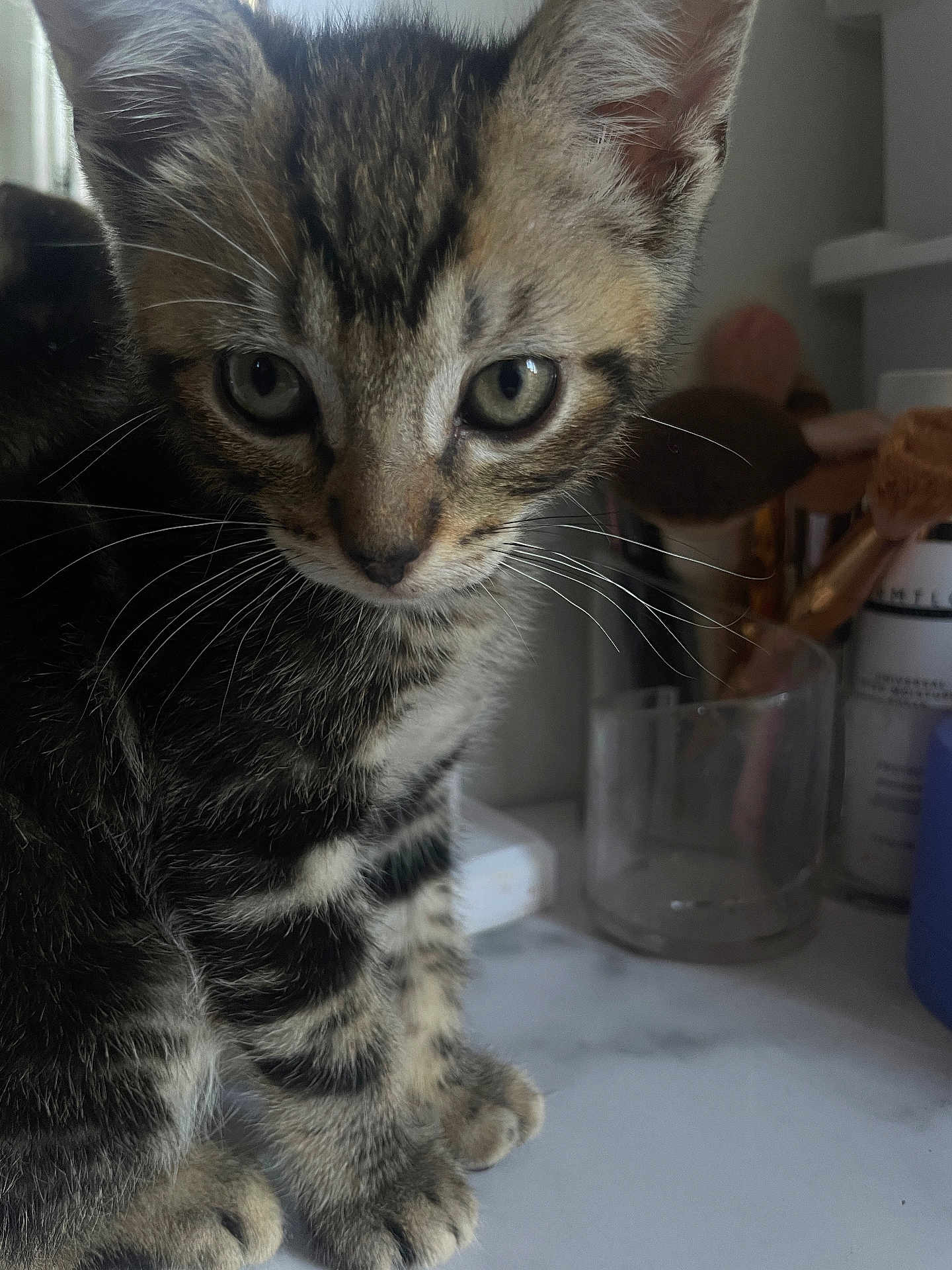 Leo is registered to the contest to win money with this photo: kitten, tabby, cat, whiskers, close_up, curious, indoor, countertop, makeup_brushes, container, feline, pet, young_animal, fur, animal_portrait, domestic_cat, cute, small, sitting, brown