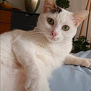 Lily participe au concours pour gagner de l'argent avec cette photo : cat, white_cat, green_eyes, pet, indoor, relaxing, feline, whiskers, paw, close_up, houseplant, vase, furniture, curious, cozy, domestic, fur, animal, portrait, resting