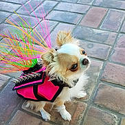 Chanel is registered to the contest to win money with this photo: dog, small_dog, chihuahua, pink_outfit, spikes, colorful_strands, pet_clothing, outdoor, tiled_floor, curious, fluffy, fur, ears, sitting, looking_up, animal, cute, accessory, pavement, daylight