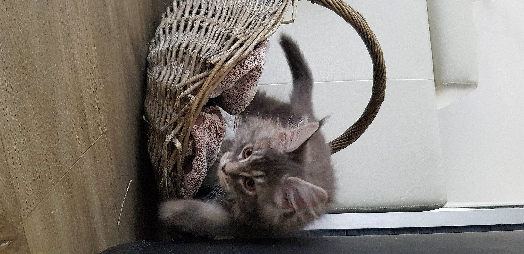 Shaka a rejoint le concours — aidez-le/la à gagner de superbes lots ! basket, carnivore, cat, comfort, domestic_short_haired_cat, fashion_accessory, fawn, felidae, fur, grey, monochrome, monochrome_photography, plumbing_fixture, small_to_medium_sized_cats, snout, storage_basket, tail, whiskers, wicker, wood