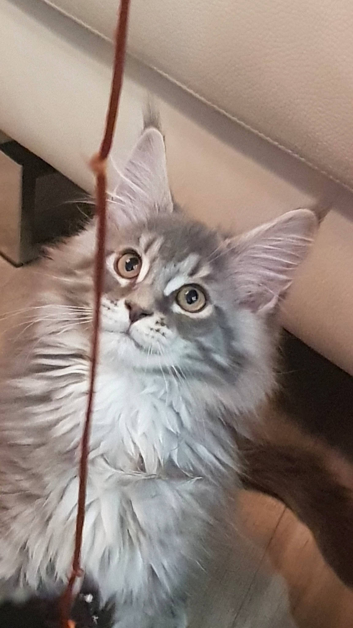 Shaka participe au concours pour gagner de l'argent avec cette photo : carnivore, cat, claw, comfort, eye, fawn, felidae, fur, hair, head, maine_coon, norwegian_forest_cat, paw, small_to_medium_sized_cats, snout, tail, whiskers, window