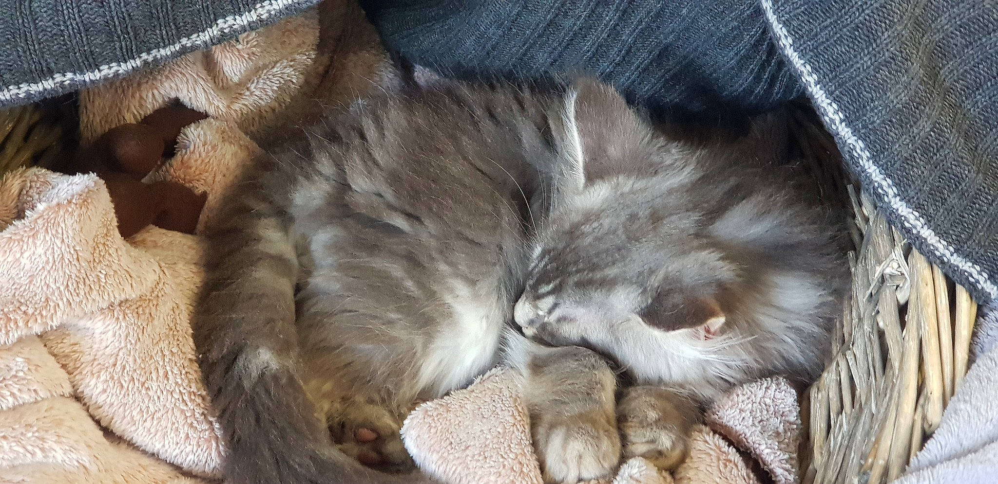 Shaka participe au concours pour gagner de l'argent avec cette photo : british_longhair, canidae, carnivore, cat, cat_supply, claw, comfort, denim, dog_breed, domestic_short_haired_cat, fawn, felidae, fur, nap, paw, puppy, small_to_medium_sized_cats, tail, terrestrial_animal, whiskers