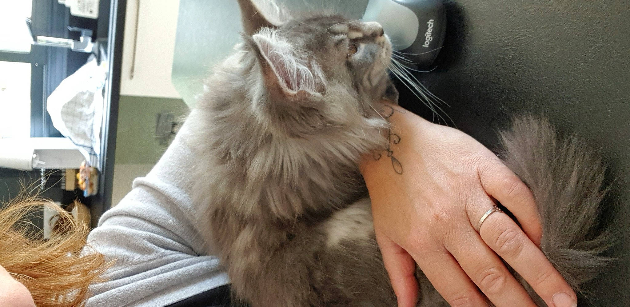 Shaka a rejoint le concours — aidez-le/la à gagner de superbes lots ! carnivore, cat, claw, comfort, domestic_short_haired_cat, ear, fawn, felidae, fur, gesture, jewellery, nail, nap, paw, shelf, small_to_medium_sized_cats, snout, thumb, whiskers, wrist