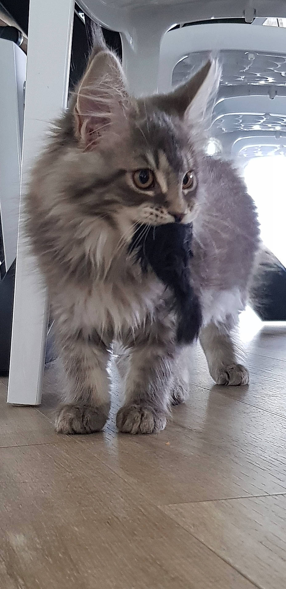 Shaka participe au concours pour gagner de l'argent avec cette photo : british_longhair, carnivore, cat, claw, computer_keyboard, felidae, flooring, fur, hardwood, maine_coon, paw, sitting, small_to_medium_sized_cats, snout, tail, whiskers