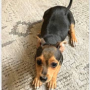 Hercules joined the competition — help win amazing prizes! puppy, dog, carpet, floor, indoor, pet, animal, cute, small, black, brown, ears, tail, lying_down, looking_up, young, fur, expression, domestic, adorable