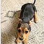 puppy, dog, carpet, floor, indoor, pet, animal, cute, small, black, brown, ears, tail, lying_down, looking_up, young, fur, expression, domestic, adorable