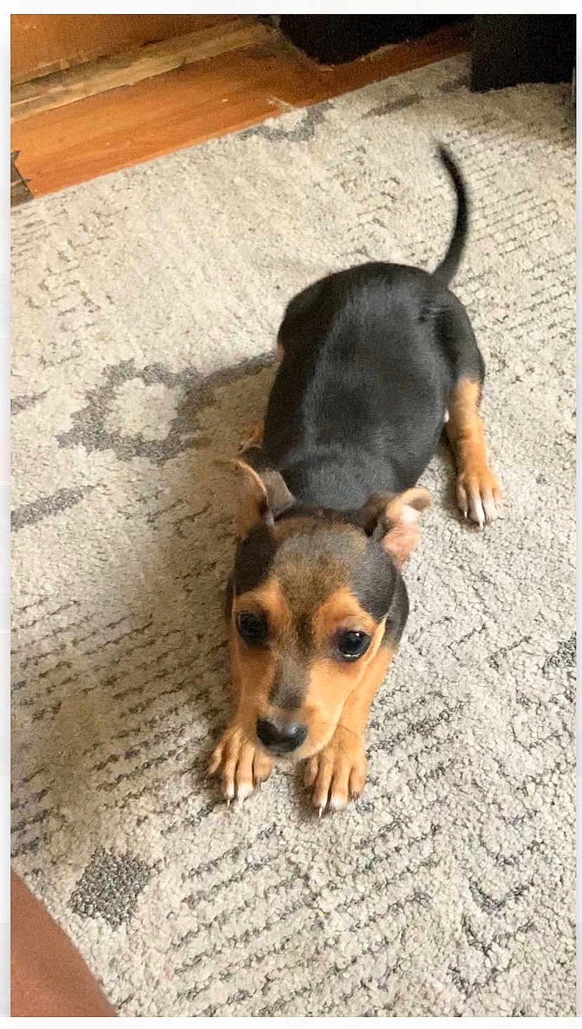 Hercules joined the competition — help win amazing prizes! puppy, dog, carpet, floor, indoor, pet, animal, cute, small, black, brown, ears, tail, lying_down, looking_up, young, fur, expression, domestic, adorable