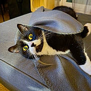 Duchesse participe au concours pour gagner de l'argent avec cette photo : animal, black_and_white, blanket, cat, couch, cozy, curious, domestic_animal, feline, fur, home, indoor, pet, portrait, relaxed, resting, soft_fabric, tuxedo_cat, whiskers, yellow_eyes