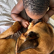 Rio a rejoint le concours — aidez-le/la à gagner de superbes lots ! baby, dog, bed, affection, closeup, brown_hair, skin, fur, indoors, tender, love, warm_colors, resting, cuddle, human, animal, collar, hair, wood_floor, blanket