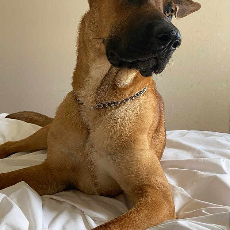 Rio a rejoint le concours — aidez-le/la à gagner de superbes lots ! alert, animal, bed, brown_fur, canine, chain_collar, companion, dog, domestic_animal, ears, fur_texture, indoor, lying_down, pet, portrait, relaxed, resting, side_view, thoughtful, white_bedspread