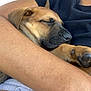 Rio participe au concours pour gagner de l'argent avec cette photo : puppy, sleeping, dog, arm, close_up, cozy, resting, brown_fur, black_nose, person, casual_clothing, relaxation, domestic_animal, pet, nap, comfort, indoor, human, skin, clothing