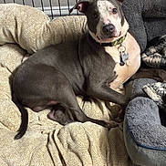 Zeus joined the competition — help win amazing prizes! animal, bed, blanket, canine, collar, comfort, cozy, crate, cute, dog, expression, fur, gray, indoor, looking, pet, relaxed, resting, tag, white